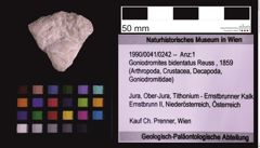 Foto (Objekt + Etiketten) von Goniodromites bidentatus (Reuss, 1859) (NHMW-GEO-1990-0041-0242)
